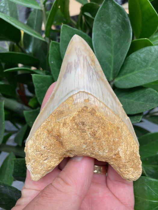 Megalodon - Fossiele tand - 112 mm - 81 mm, Verzamelen, Mineralen en Fossielen