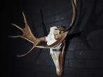 Northern Elk/Moose Schedel - Alces alces - 49 cm - 95 cm -, Nieuw