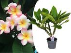 Plumeria ‘Hawaii’ kamerplant, Tuin en Terras