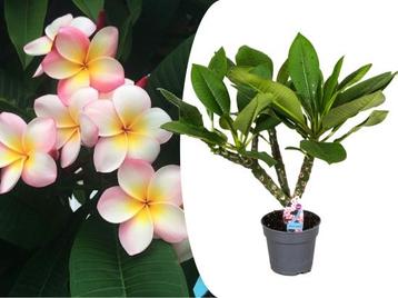 Plumeria ‘Hawaii’ kamerplant beschikbaar voor biedingen