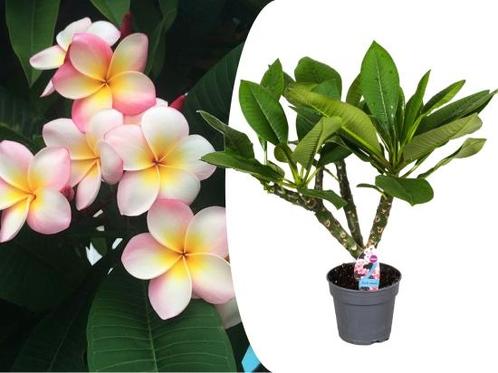 Plumeria ‘Hawaii’ kamerplant, Tuin en Terras, Planten | Tuinplanten