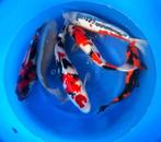 Hirasawa Marusei 45-55cm (Japanse Koi), Dieren en Toebehoren, Vissen | Vijvervissen, Karper of Koi