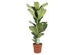 XL Ficus Lyrata Fiddle Leaf plant, Verzenden