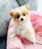 Mini pomeranian pomeriaan teefjes, ouders aanwezig, Dieren en Toebehoren, Honden | Chihuahua's en Gezelschapshonden, Parvo, Overige rassen
