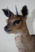 Klipspringer Taxidermie wandmontage - Oreotragus oreotragus, Antiek en Kunst, Curiosa en Brocante