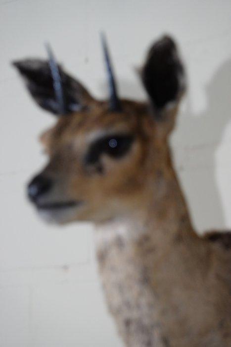 Klipspringer Taxidermie wandmontage - Oreotragus oreotragus, Antiek en Kunst, Curiosa en Brocante