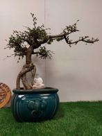 Japanese iep bonsai (Zelkova) - Hoogte (boom): 40 cm -