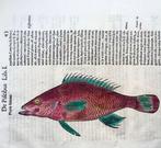 Aldrovandi; Fish: Phycis Salviani - hand coloured folio -