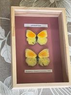 insecta Taxidermie volledige montage - Lepidoptera,, Antiek en Kunst