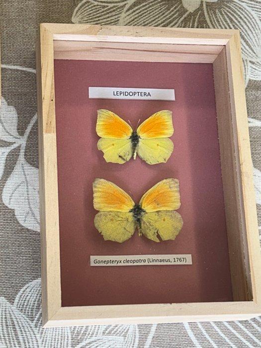 insecta Taxidermie volledige montage - Lepidoptera,, Antiek en Kunst, Curiosa en Brocante