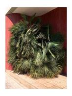 Nicolás Rivas - Plant and lines, Barcelona, Antiek en Kunst