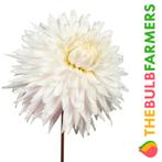 The Bulb Farmers - 12 x Dahlia Kiev - wit met roze, Voorjaar, Bloembol, Verzenden, Volle zon