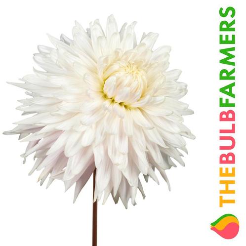 The Bulb Farmers - 12 x Dahlia Kiev - wit met roze, Tuin en Terras, Bloembollen en Zaden, Bloembol, Voorjaar, Volle zon, Verzenden