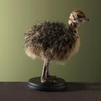 Struisvogel Jong Taxidermie Opgezette Dieren By Max, Ophalen of Verzenden, Nieuw, Vogel, Opgezet dier