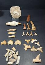 Natuurlijke en geconserveerde fossielen - Gefossiliseerd