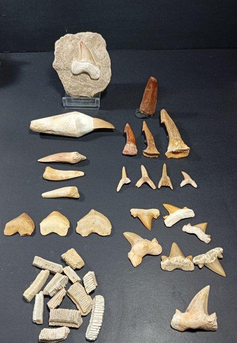 Natuurlijke en geconserveerde fossielen - Gefossiliseerd, Verzamelen, Mineralen en Fossielen