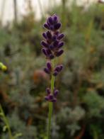 Lavendel Lavandula Hidcote P9, Tuin en Terras, Planten | Tuinplanten, Ophalen of Verzenden, Zomer, Vaste plant, Volle zon