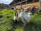 Chabo kriel | Wit-zwartstaart van kleur | Gezonde sierkippen, Dieren en Toebehoren, Pluimvee, Meerdere dieren, Kip