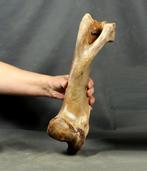 Grote steppe bizon, of wisent dijbeen. - Gefossiliseerd dier
