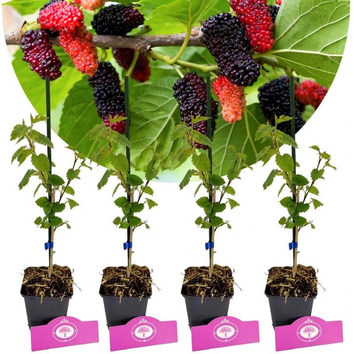 Morus alba x rubra Milanowek + pot 9cm 4 pcs, Tuin en Terras, Planten | Fruitbomen, Volle zon, Verzenden