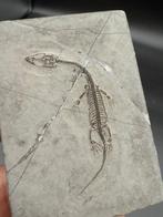 Fossiele matrix - Keichousaurus sp. - 7 cm - 5 cm (Zonder, Verzamelen, Mineralen en Fossielen