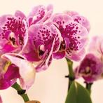 Kolibri Orchids | COMBI DEAL van 4 roze paarse phalaenopsis, Verzenden, Nieuw