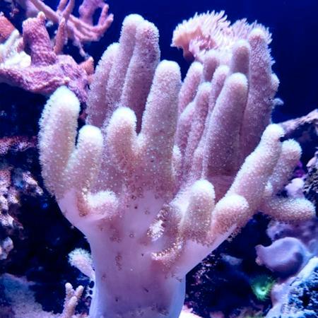 Sinularia asterolobata (Vingerleder Koraal) Roze / Groen M (, Dieren en Toebehoren, Vissen | Aquaria en Toebehoren, Ophalen of Verzenden