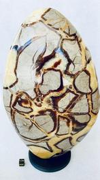 Septaria Gepolijste - Hoogte: 30 cm - Breedte: 18 cm- 6500 g, Verzamelen