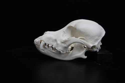 Black-backed Jackal Schedel - Canis mesomelas - 0 cm - 14 cm, Verzamelen, Dierenverzamelingen