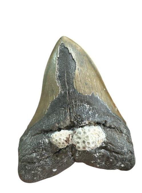 Haai - Fossiele tand - Megalodon - 14.8 cm - 11 cm, Verzamelen, Mineralen en Fossielen