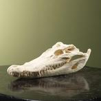 Siamese Krokodil Schedel Taxidermie Opgezette Dieren By Max, Verzamelen, Ophalen of Verzenden, Nieuw, Reptiel of Amfibie, Opgezet dier