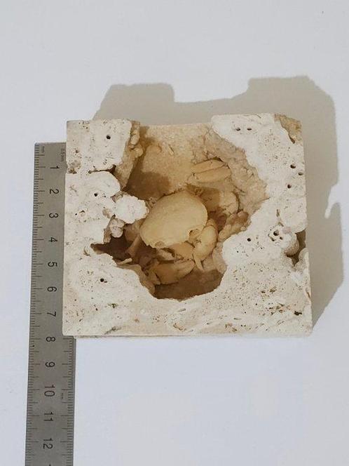 Krab - Fossiel skelet - 90 mm - 83 mm (Zonder Minimumprijs), Verzamelen, Mineralen en Fossielen