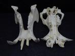 Hippopotamus full skull Tand - Hippopotamus amphibius (copy, Verzamelen, Dierenverzamelingen, Nieuw