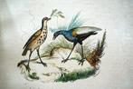 Buffon / Victor Adam - Histoire naturelle des Oiseaux - 1845, Antiek en Kunst, Antiek | Boeken en Bijbels