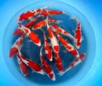 Hirasawa Marusei 28-35cm (Japanse Koi), Dieren en Toebehoren, Vissen | Vijvervissen, Karper of Koi