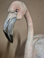 Flamingo Taxidermie volledige montage - Phoenicopterus ruber, Nieuw