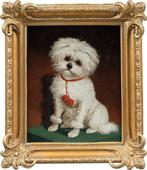 Italian school (XIX) - Portrait of a Maltese dog