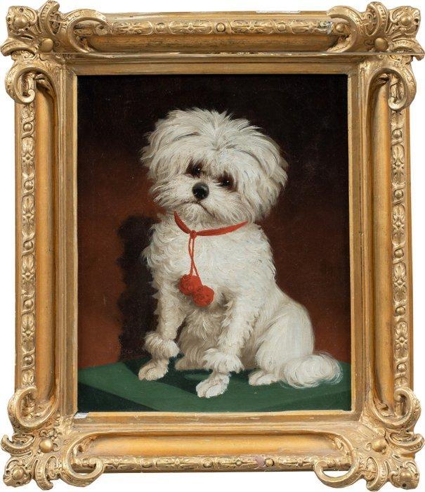 Italian school (XIX) - Portrait of a Maltese dog, Antiek en Kunst, Kunst | Schilderijen | Klassiek