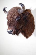 North American Bison, aka Buffalo Taxidermie wandmontage -, Nieuw