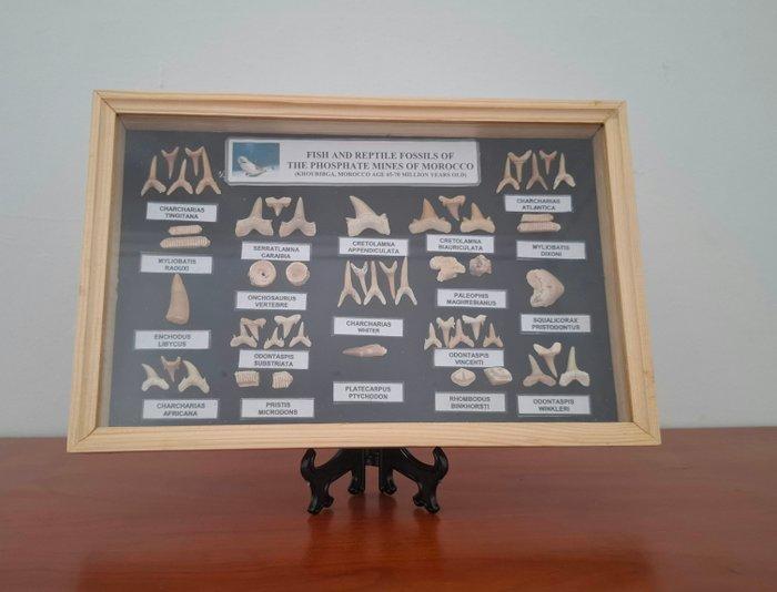 Reuzenhaai, Enchodus, Mosasaurus, Kraai, Globidens en nog, Verzamelen, Mineralen en Fossielen