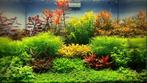 Aquarium planten, Aquarium soil, CO2, JBL filtersystemen, Verzenden, Nieuw, Plant(en), Steen of Hout