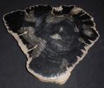 Fossiel hout - Gefossiliseerd hout - 3 cm - 29 cm, Verzamelen, Dierenverzamelingen, Nieuw