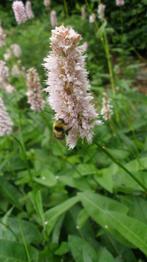 Adderwortel , Persicaria bistorta , P9, Tuin en Terras, Zomer, Vaste plant, Verzenden, Volle zon