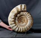 Grote decoratieve ammoniet - Gefossiliseerd dier -