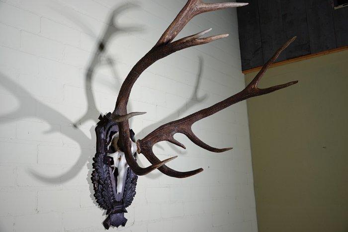 Large Red Stag - head-mount on shield - Taxidermie, Verzamelen, Dierenverzamelingen