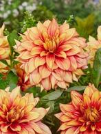 Dahlia Dazzling Magic (oranjegeel), Ophalen of Verzenden