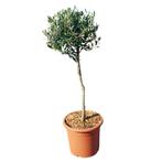 Olijfboom - klein op stam - Hoogte: 90 cm, Ophalen of Verzenden