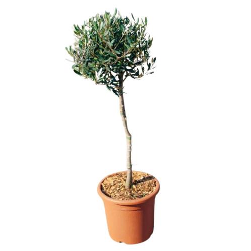 Olijfboom - klein op stam - Hoogte: 90 cm, Tuin en Terras, Planten | Bomen, Ophalen of Verzenden