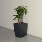 Plant in plantenpot, antraciet, 50 x 35 x 35 cm, Huis en Inrichting, Kamerplanten, Ophalen of Verzenden