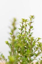 Japanse Hulst / Ilex Crenata Blondie 60-80cm, Tuin en Terras, Planten | Tuinplanten, Vaste plant, Lente, Verzenden, Volle zon